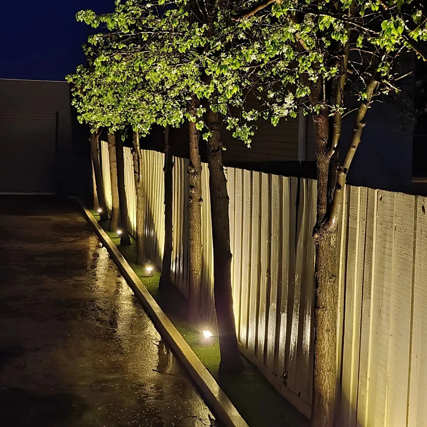 A row of trees along a fence line are beautifully illuminated by warm up-lights, demonstrating professional Garden Lighting in Geelong.